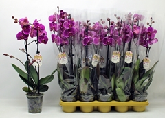 Phalaenopsis Durban 12Ø 60cm 2st