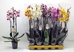 Phalaenopsis Mix 12Ø 65cm 3st