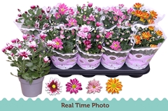Chrysanth Mix Flower 12Ø 25cm