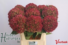 Hydrangea Glowing Alps Classic 80cm 19-21cm Hd