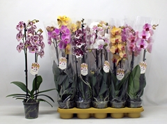 Phalaenopsis Mix 12Ø 60cm 2st