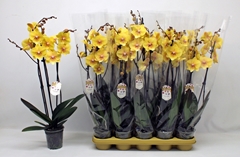 Phalaenopsis Yellow 12Ø 65cm 3st