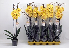 Phalaenopsis Yellow 12Ø 65cm 2st