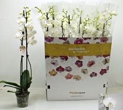 Phalaenopsis Pure Silk 12Ø 75cm 2st