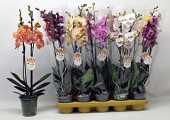 Phalaenopsis Mix 12Ø 60cm 2st