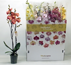 Phalaenopsis Mix 10 Colours 12Ø 75cm 2st