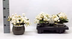 Phalaenopsis Multiflora Nazare 12Ø 25cm 5st