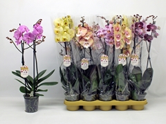 Phalaenopsis Mix 12Ø 60cm 2st