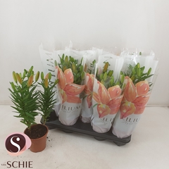 Lily Asiatic Matrix 13Ø 45cm
