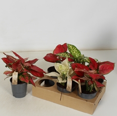 Aglaonema Mix 12Ø 30cm