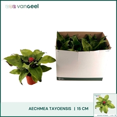 Aechmea Tayoensis 15Ø 40cm