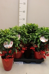 Ardisia Crenata Premium 14Ø 45cm