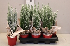 Chamaecyparis Ellwoodii 9Ø 35cm