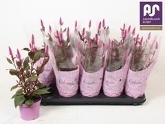 Celosia Deep Purple 12Ø 45cm