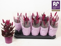 Celosia Mystic Shades 12Ø 30cm