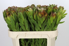 Leucadendron Safari Goldstrike 70cm