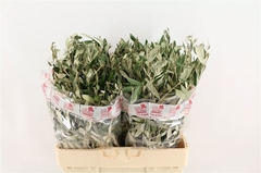 Olea Europaea Per Bunch 60cm 200gr.