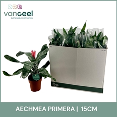 Aechmea Fasciata Primera 15Ø 55cm