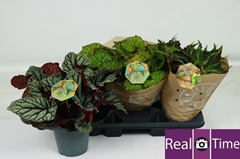 Begonia Leaf Beleaf Mix 17Ø 35cm
