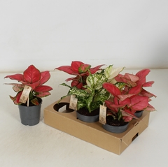Aglaonema Mix 12Ø 28cm