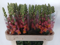 Antirrhinum Avignon Deep Orange 75cm