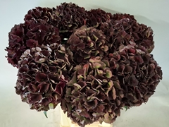 Hydrangea Dark Ruby Classic 60cm 18-20cm Hd