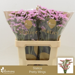 Limonium Sinuatum Pretty Wings 80cm 55gr.