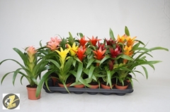Guzmania Mix 5 Kinds 9Ø 25cm
