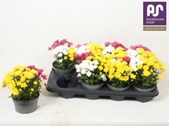 Chrysanth Mix 13Ø 24cm