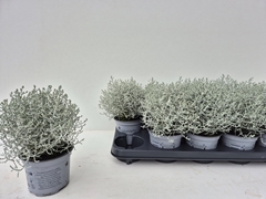 Leucophyta Brownii 12Ø 20cm