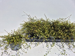 Muehlenbeckia Complexa Golden Girl 12Ø 10cm