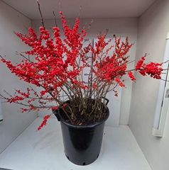 Ilex Verticillata 45Ø 100cm