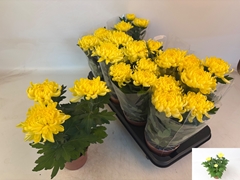 Chrysanth Cosmo Yellow 12Ø 30cm