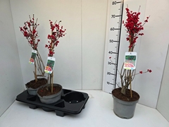Ilex Verticillata 19Ø 60cm