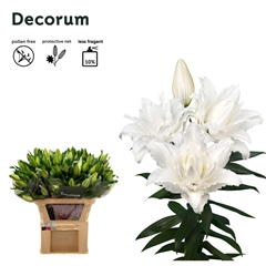 Lily Oriental Double Roselily Nadia 85cm 3+