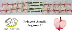 Anthurium Princess Amalia Elegance 9cm Hd