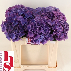 Hydrangea Royal Opera 50cm 15-17cm Hd