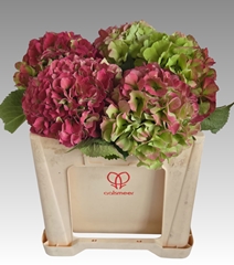 Hydrangea Royal Grandeur Classic 50cm 19-21cm Hd