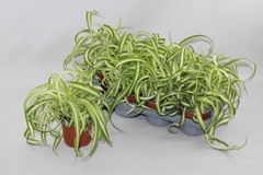 Chlorophytum Bonnie 12Ø 30cm