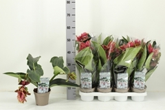 Medinilla Dolce Rossa 14Ø 30cm 2bl