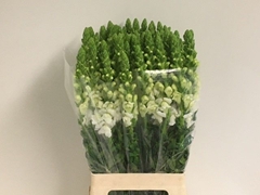 Antirrhinum Potomac White 70cm