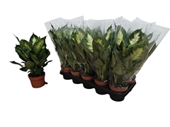 Dieffenbachia Camilla 12Ø 35cm