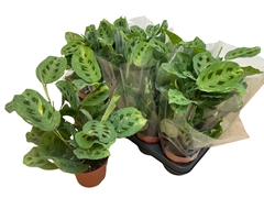 Maranta Variegata Kerchoveana 12Ø 35cm