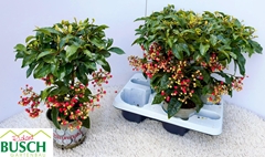 Ardisia Crenata 14Ø 40cm