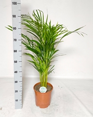 Dypsis Lutescens 21Ø 85cm