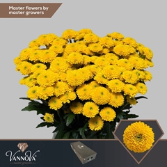 Chrysanth Santini Aurinko 55cm
