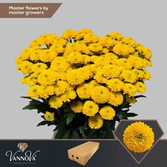 Chrysanth Santini Aurinko 55cm