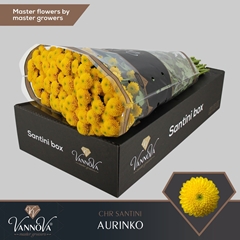 Chrysanth Santini Aurinko 55cm