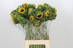 Helianthus Orange Fire 70cm