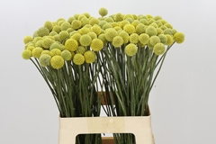 Craspedia Yellow 60cm